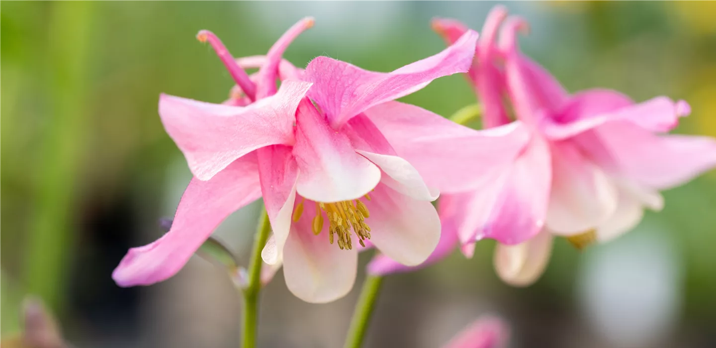 Aquilegia caerulea 'Spring Magic® Rose & White'