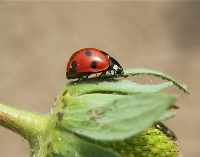 Natürlicher Pflanzenschutz: es muss nicht gleich die Chemie-Keule sein Natürlicher Pflanzenschutz: es muss nicht gleich die Chemie-Keule sein