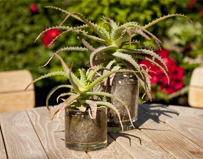 Ab an die frische Luft – Sommerurlaub für Zimmerpflanzen