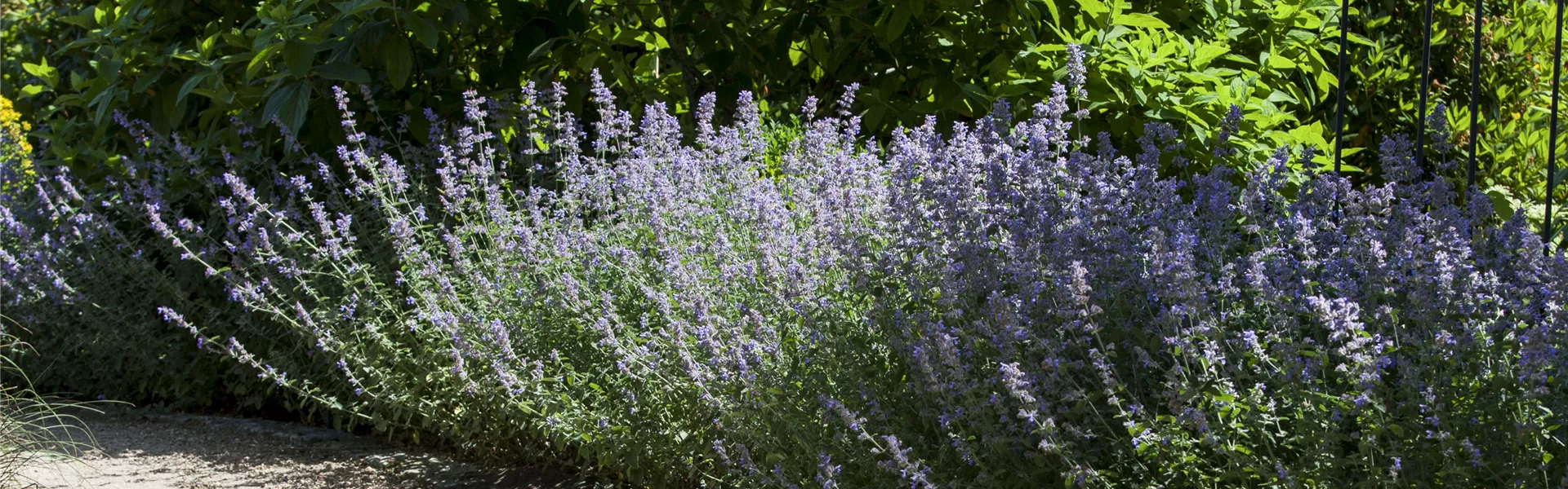 Wege im Garten