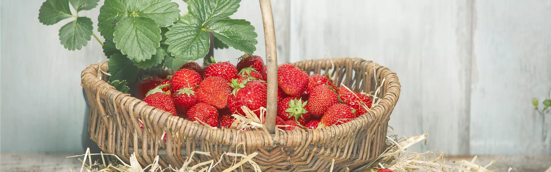 Fragaria x ananassa