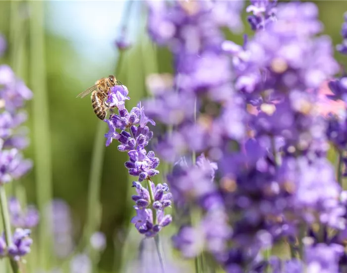 Bienenfreundliche Sommerblumen – ein Büffet für Biene und Co. Bienenfreundliche Sommerblumen – ein Büffet für Biene und Co.