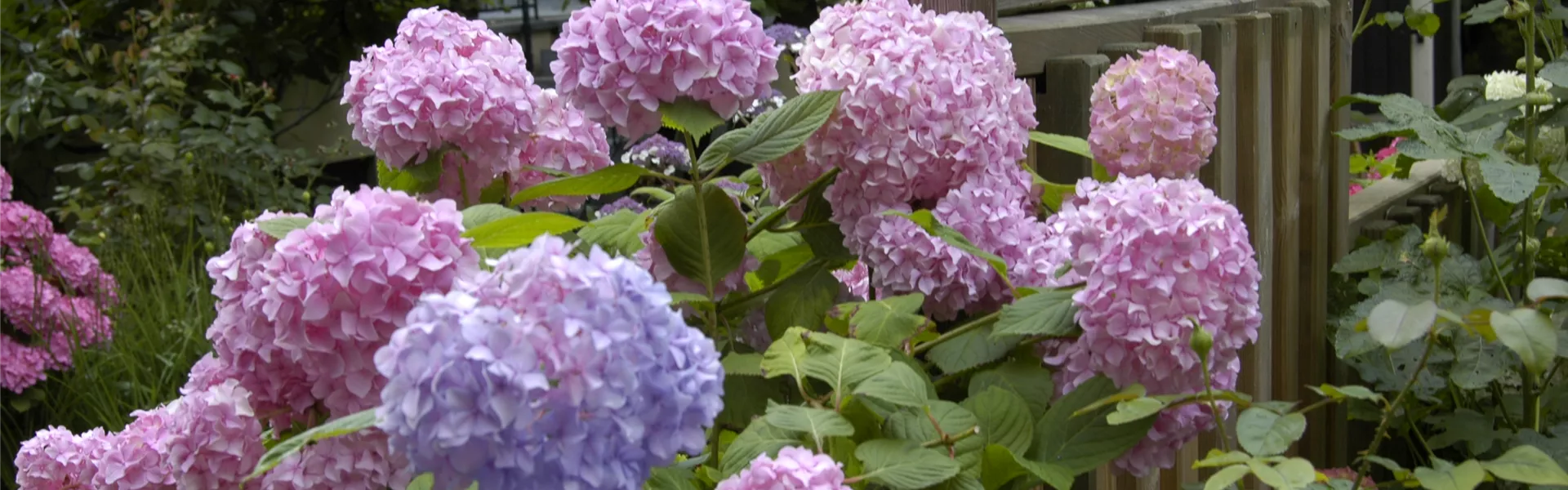 GS619891.jpg GS619891.jpg