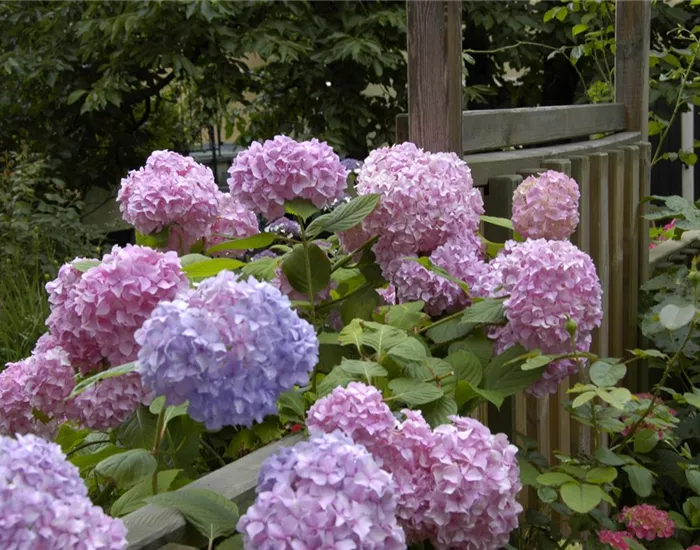 Die Hortensie im Garten – durstige Schönheit mit Charakter