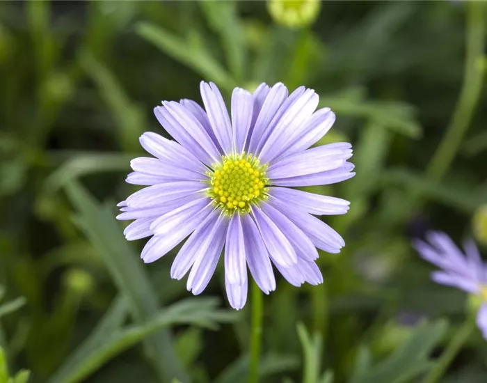 Essbare Blüten - Die schönsten Rezepte