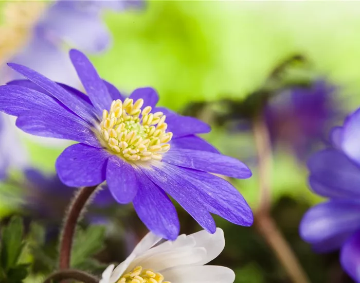 Anemonen im Topf bringen Farbenfreude auf den Balkon