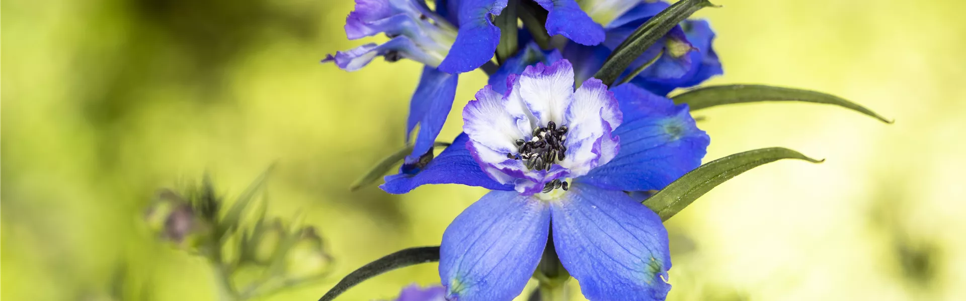 GS587521.jpg GS587521.jpg