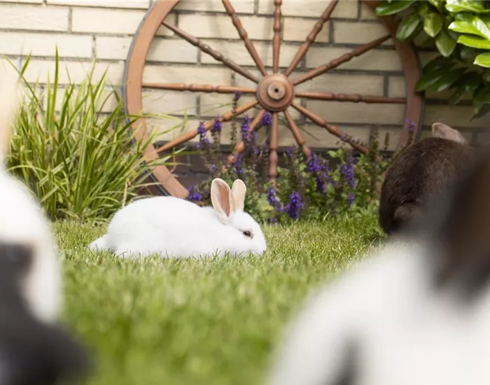 Die Kleintierwiese – ein Paradies für kleine Nager