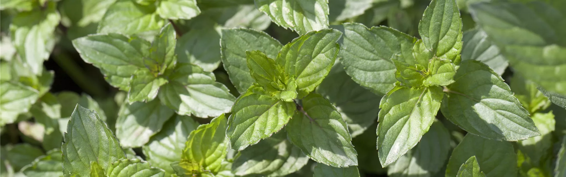Mentha x piperita