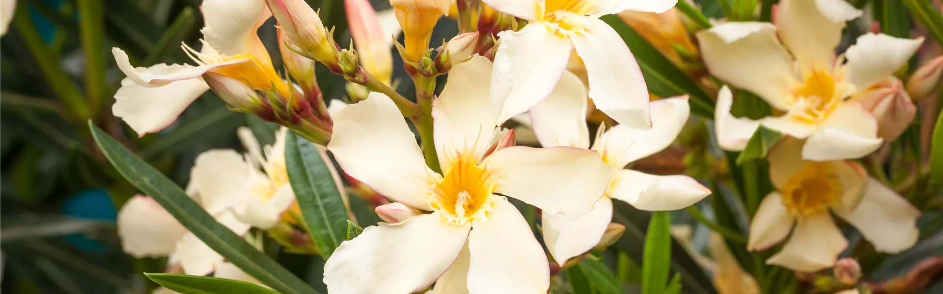 Nerium oleander