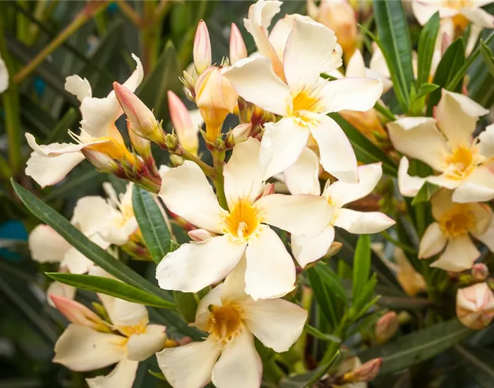 Oleander – Blütenpracht bei richtiger Pflege