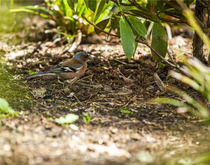 Der Garten – Heimat für Vögel und Co.