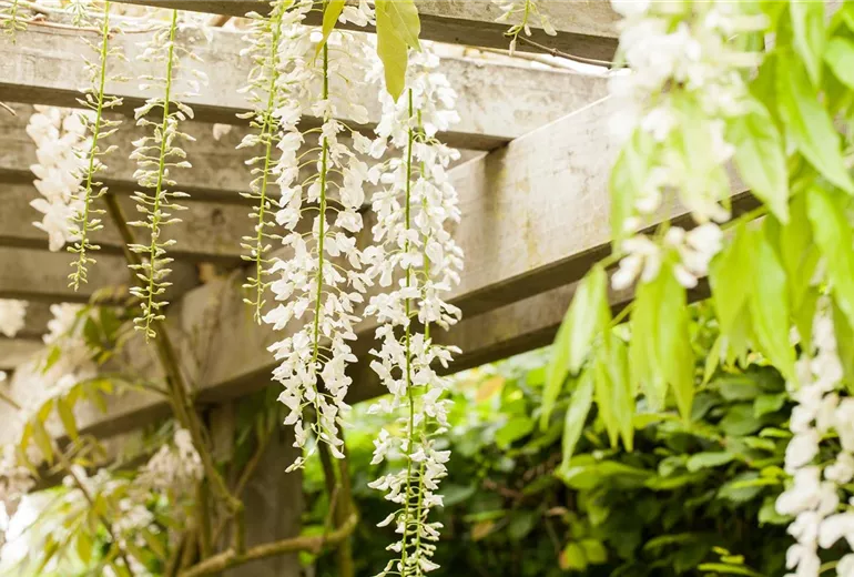 Wisteria floribunda