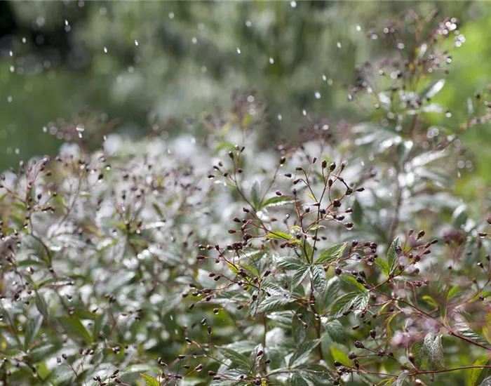 Wasser marsch – Regenwasser für durstige Pflanzen Wasser marsch – Regenwasser für durstige Pflanzen