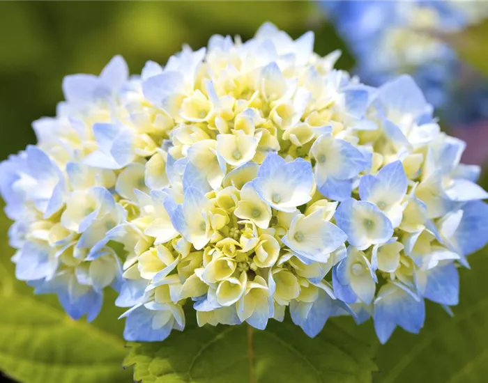 Hortensienarten und ihre wundervollen Eigenschaften