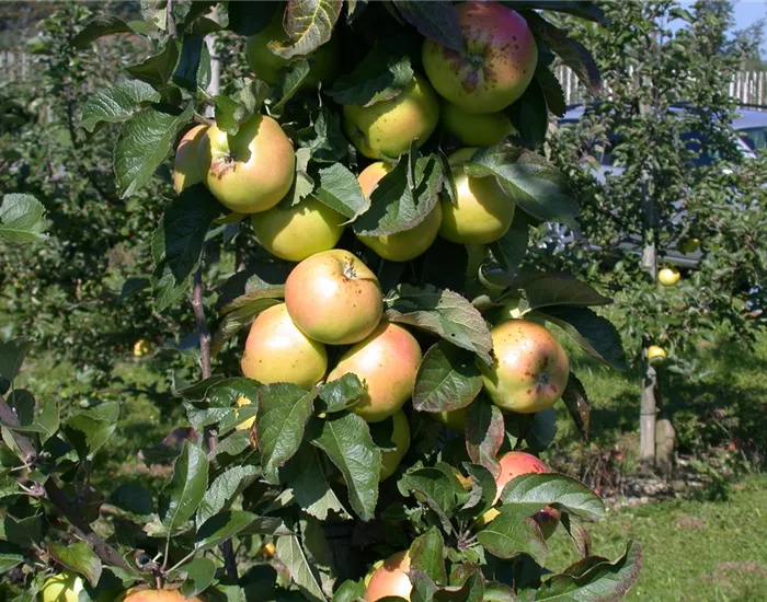 Die Streuobstwiese – Gesundheit zum Selberpflücken