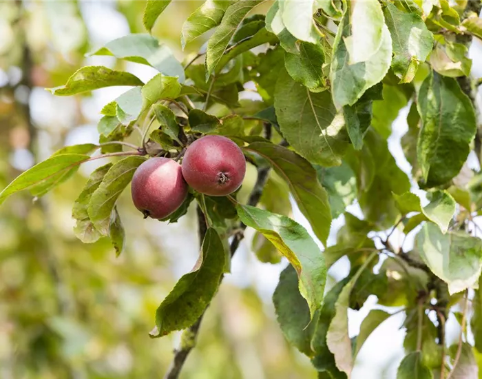 Achtung, fertig, Naschzeit - Die Ernte geht los!