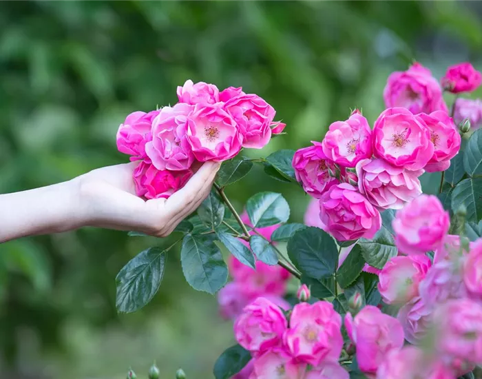 Die Rose – Wellness und Schönheit in einem Die Rose – Wellness und Schönheit in einem