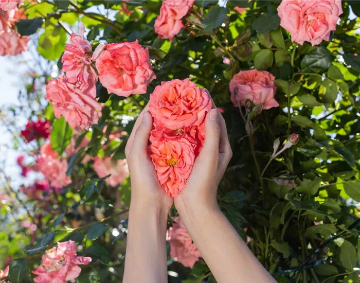 Die Rose – die Königin der Pflanzen für Balkon und Terrasse