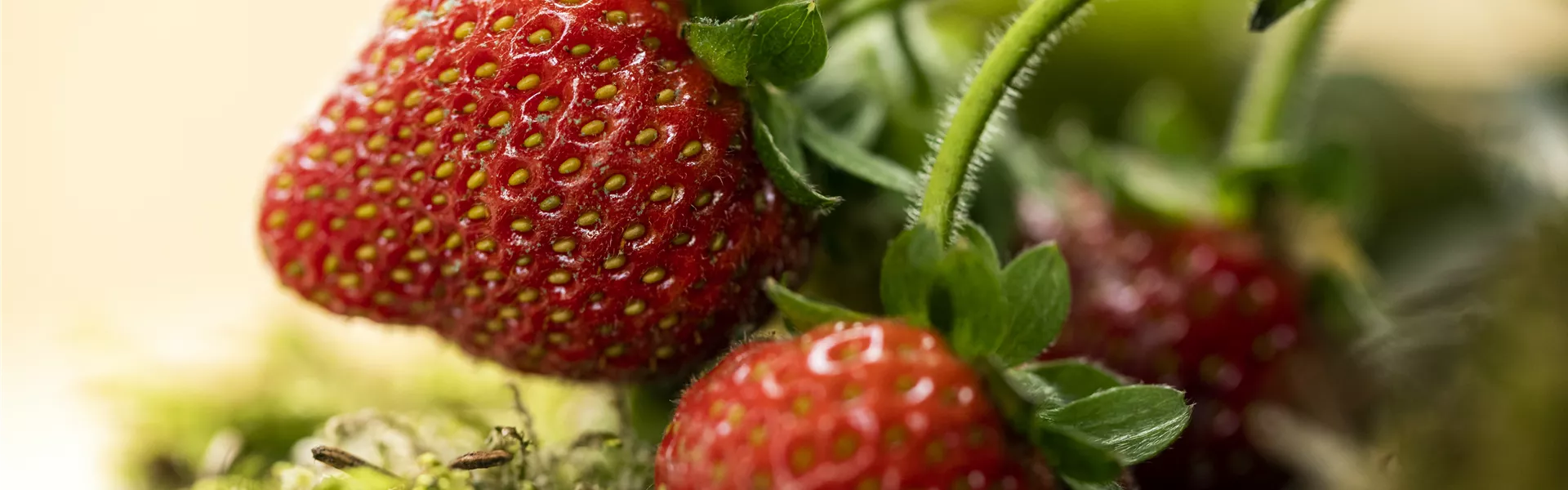 Fragaria
