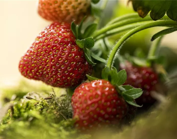 Erdbeeren – rot, rund und richtig lecker!