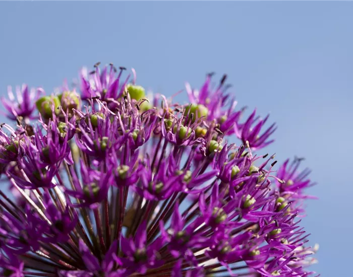 Essbare Blüten machen immer mehr Furore