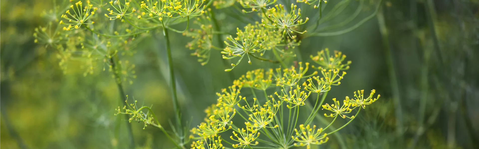 Anethum graveolens