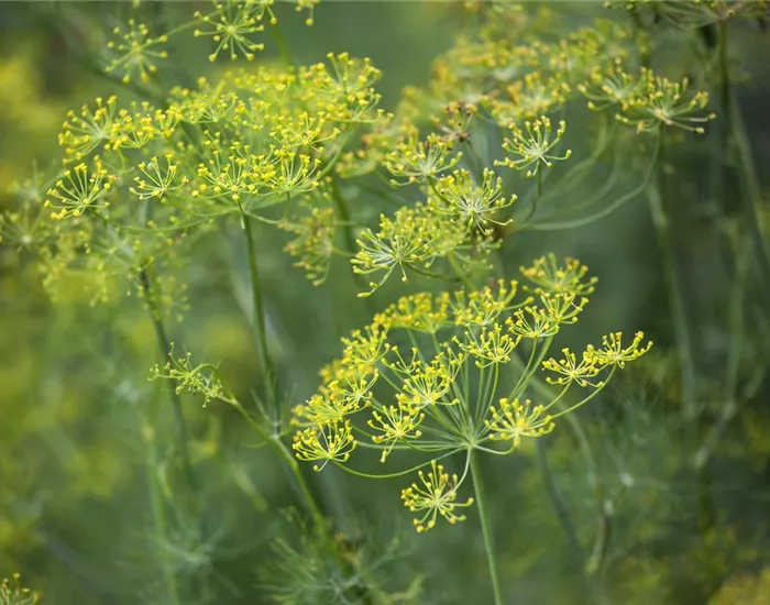 Kräuter im Garten