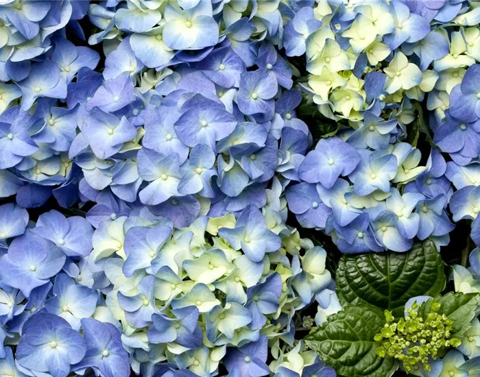 Der schöne Garten-Klassiker – die Hortensie