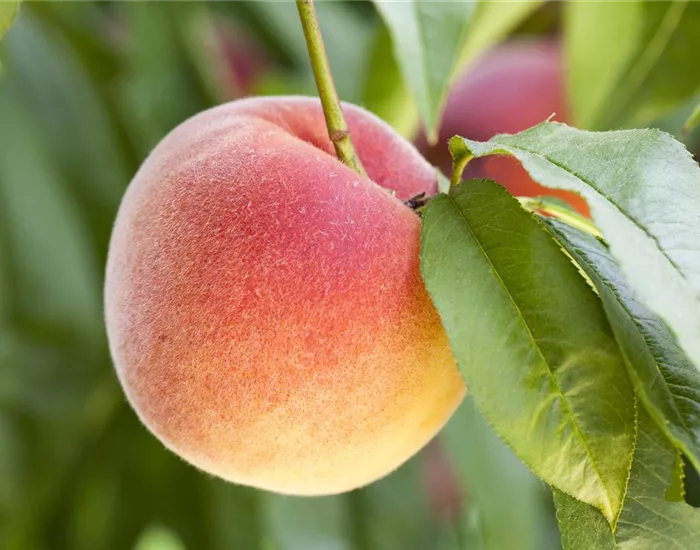 Obstbäume brauchen Sommerschnitt für die optimale Ernte
