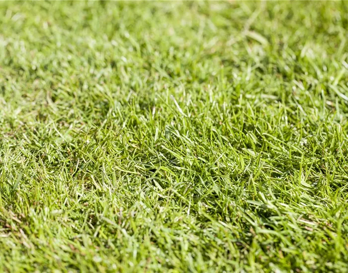 Rollrasen richtig verlegen - Tipps & Tricks