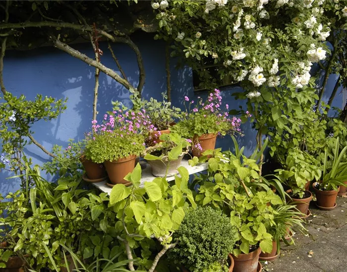 Die Blumentreppe – Blüten wollen hoch hinaus