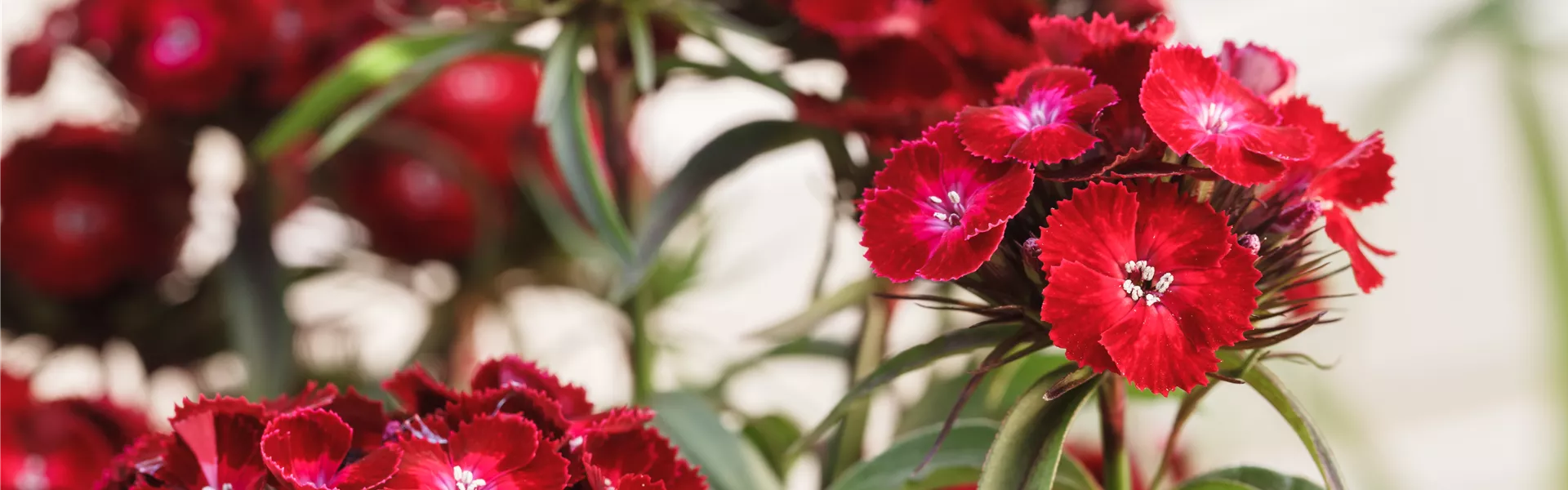 Dianthus barbatus, rot