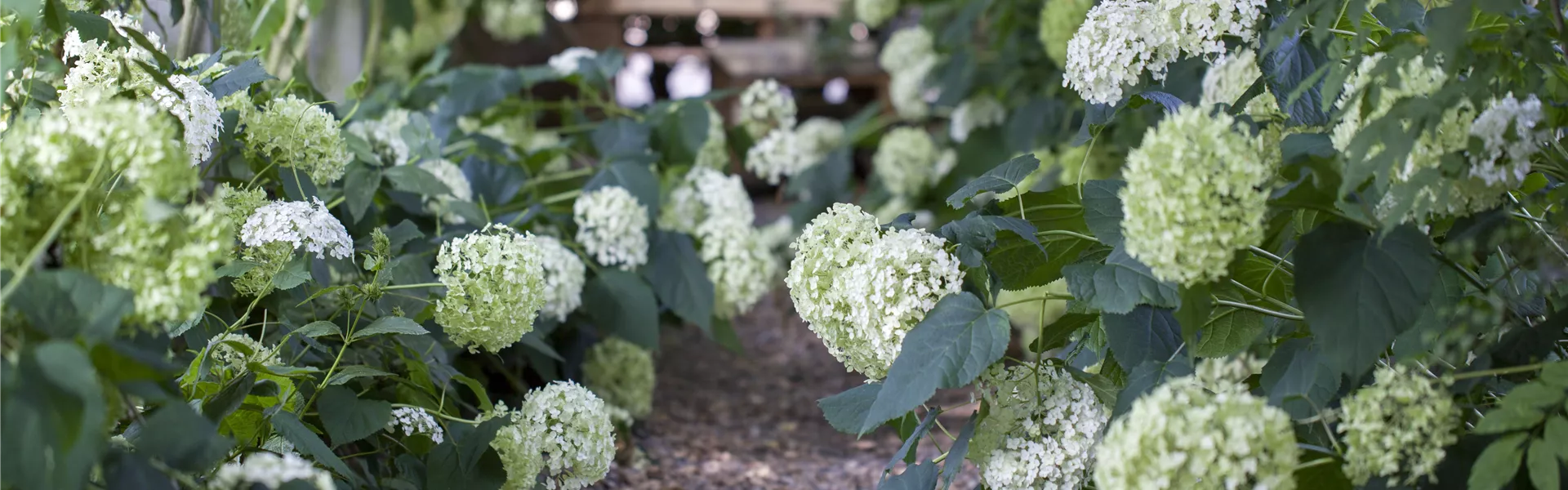 Hydrangea arborescens 'Annabelle'