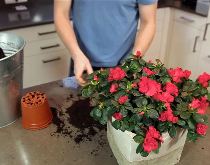 Azalee - Einpflanzen in ein Gefäß