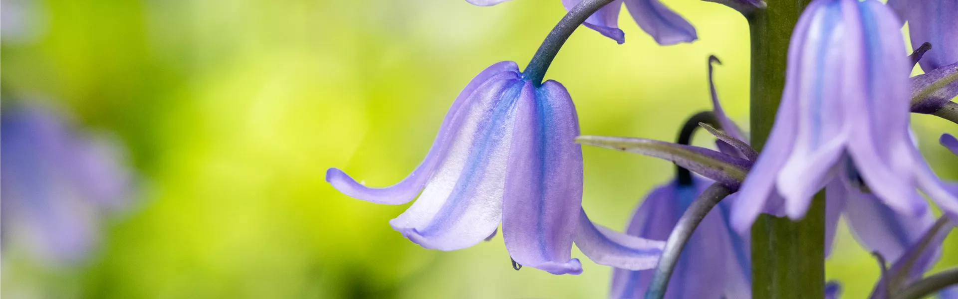Hyacinthoides hispanica