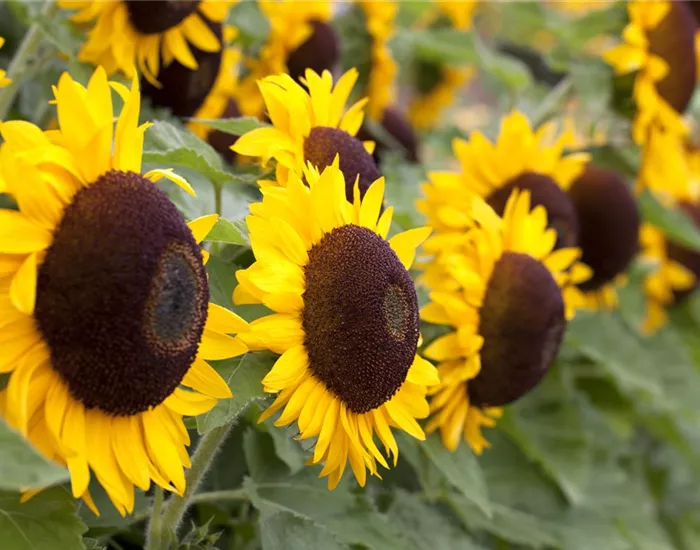 Der goldene Herbst wird bunt: die Top 8 der Herbstblumen