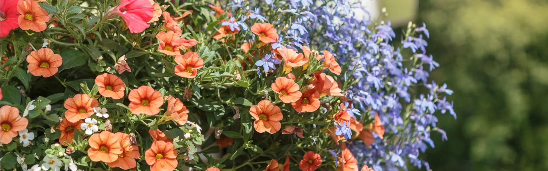 GS535177.jpg GS535177.jpg