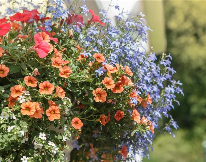 Urban Gardening – Blumenampel aus Konservendosen Urban Gardening – Blumenampel aus Konservendosen