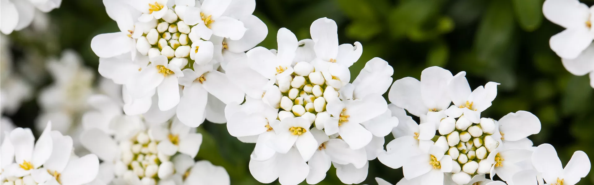 Iberis sempervirens 'Schneeflocke'