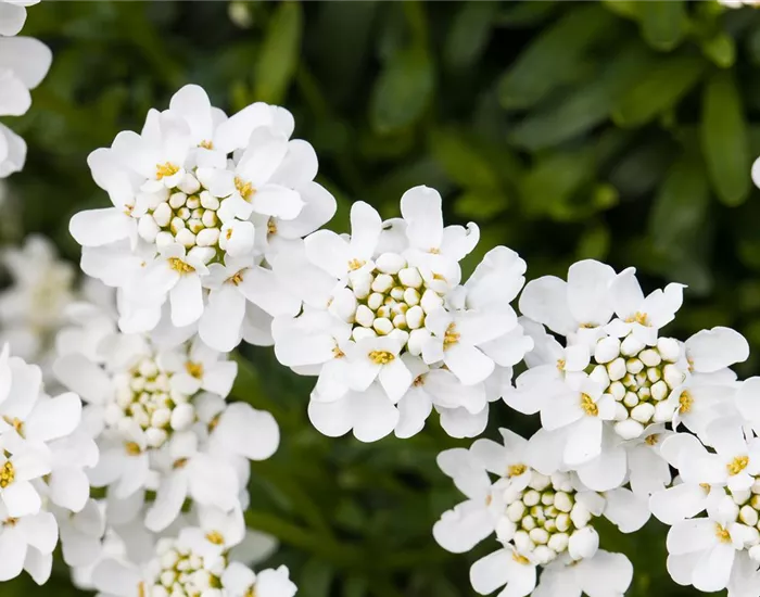 Die immergrüne Schleifenblume – Farbe garantiert