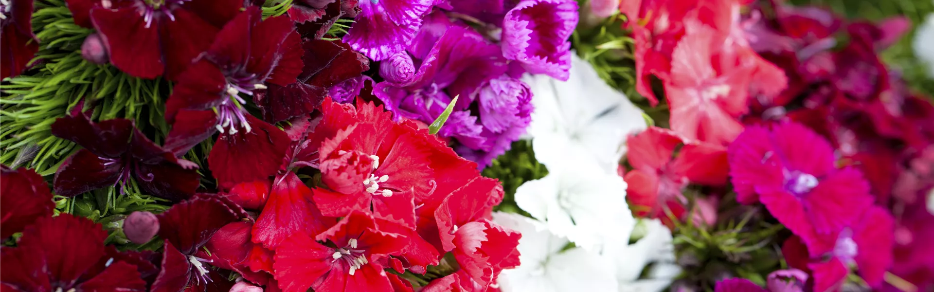 Dianthus barbatus