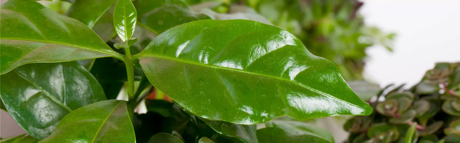 Coffea arabica