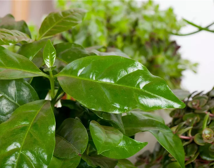 Eigener Kaffee aus dem Garten – das ist möglich