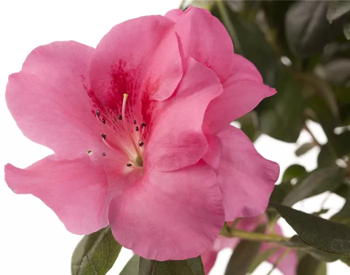 Die Zimmerazalee - Schönheit aus Fernost 