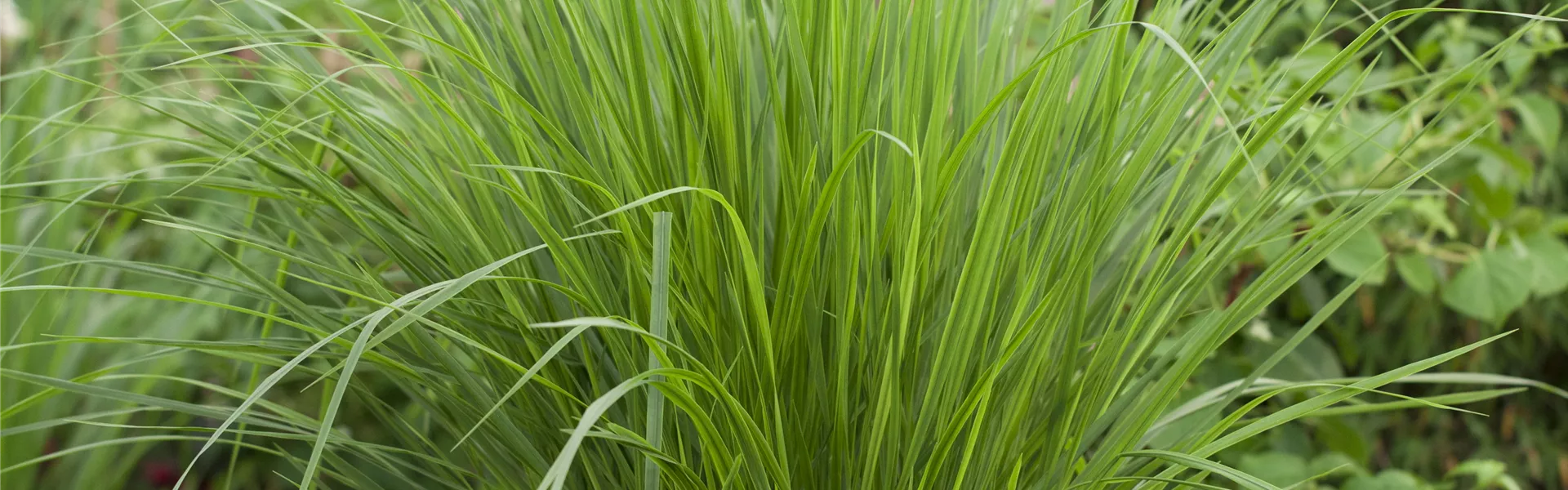 Panicum virgatum 'Northwind'