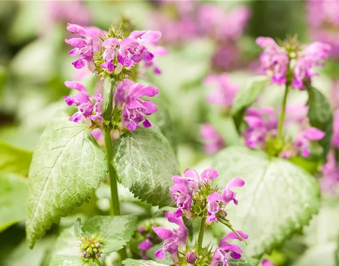 Essbares aus dem Wald