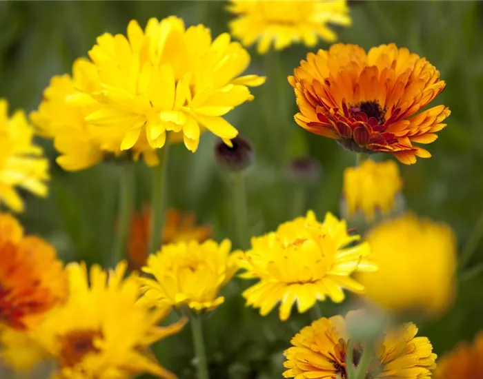 Gartenzauber im Zaubergarten. Etwas Magie gefällig?