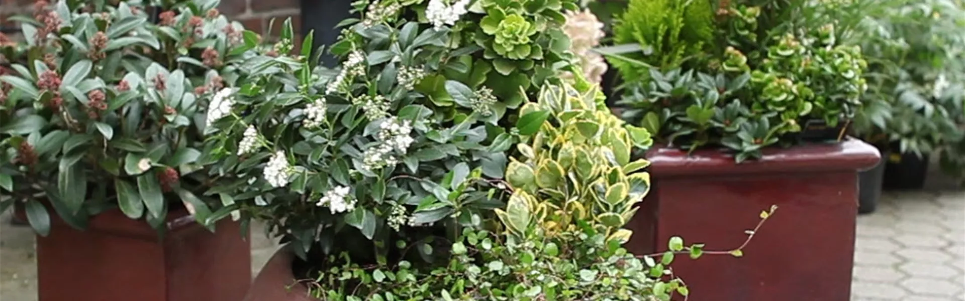 Blumenkübel - Dauerhafte Bepflanzung (Anleitung - 8).jpg