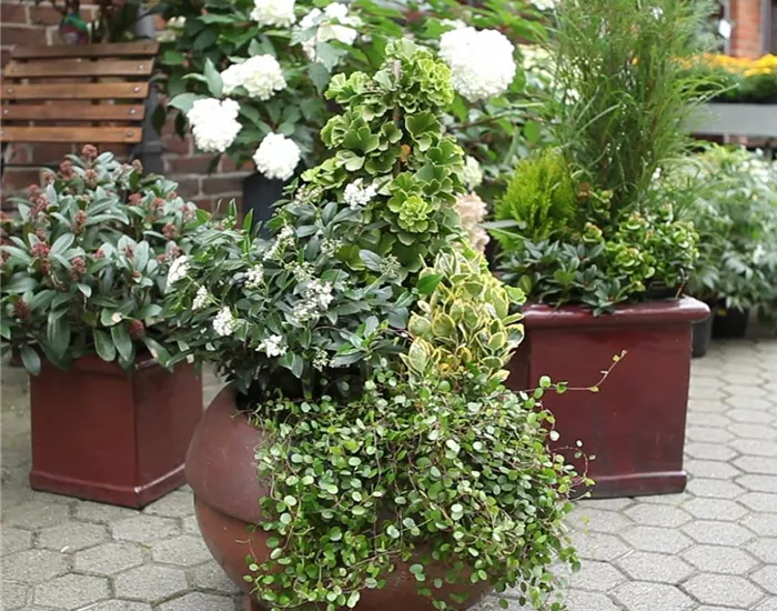 Kübelpflanzen windsicher machen Kübelpflanzen windsicher machen